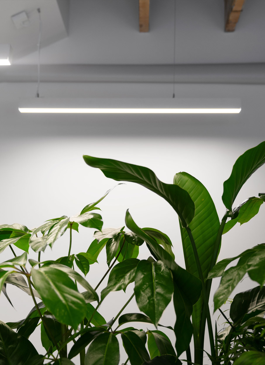 Zoom sur des plantes dans une jardinière haute.