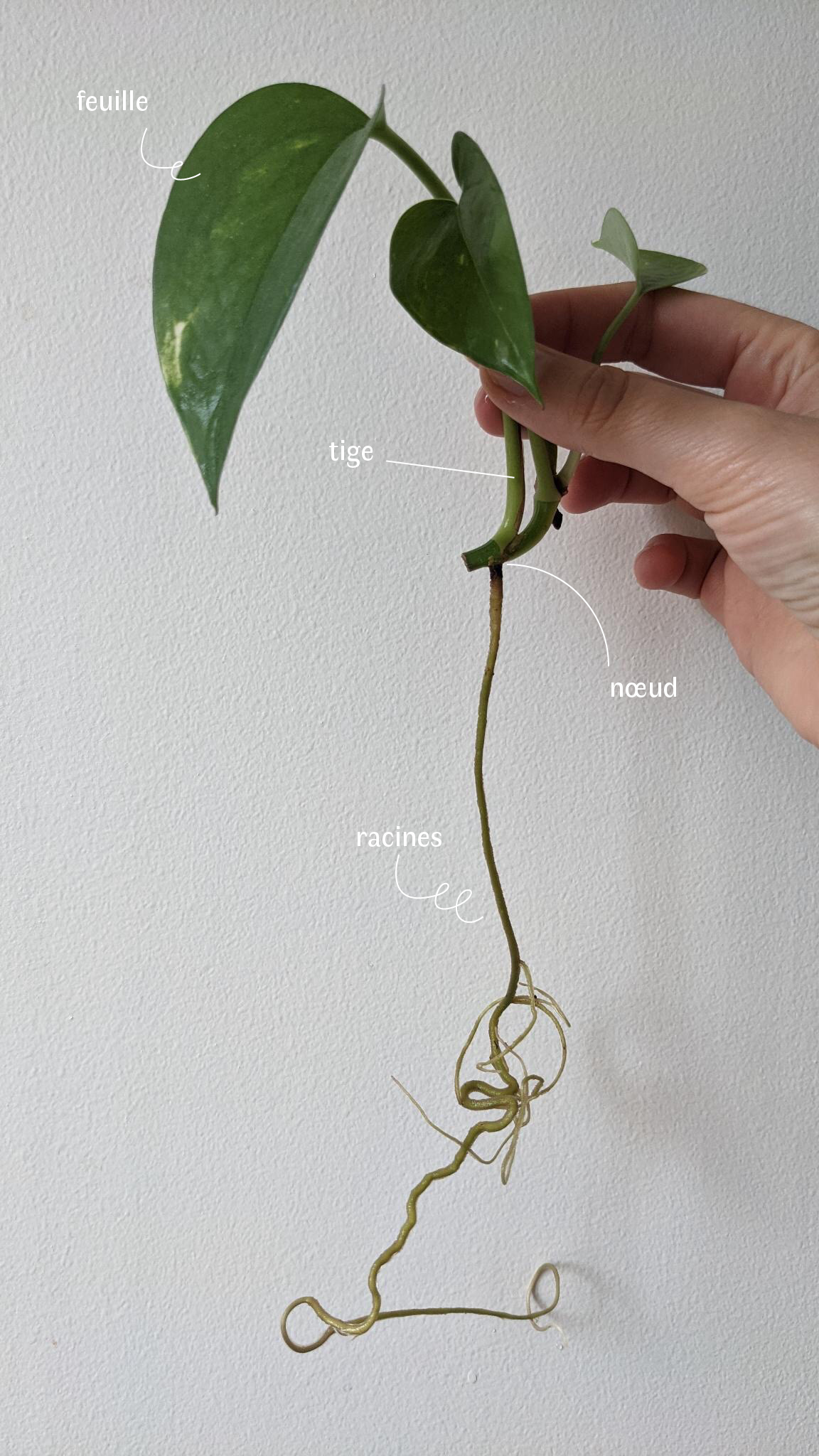 YANOMAMI-bouture-tige-details-pothos-