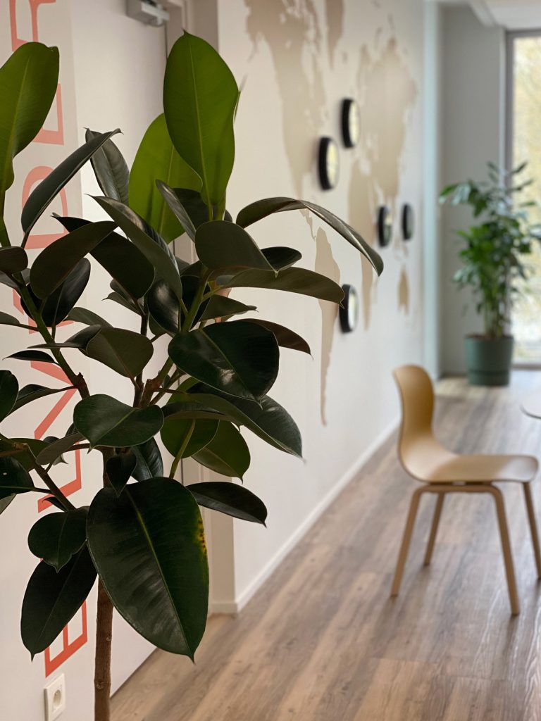 Ficus elastica en premier plan, grande profondeur de champ, on aperçoit une plante en second plan.