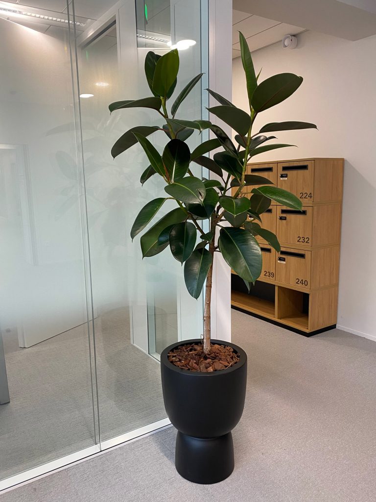 Ficus elastica vient habiller le passage.