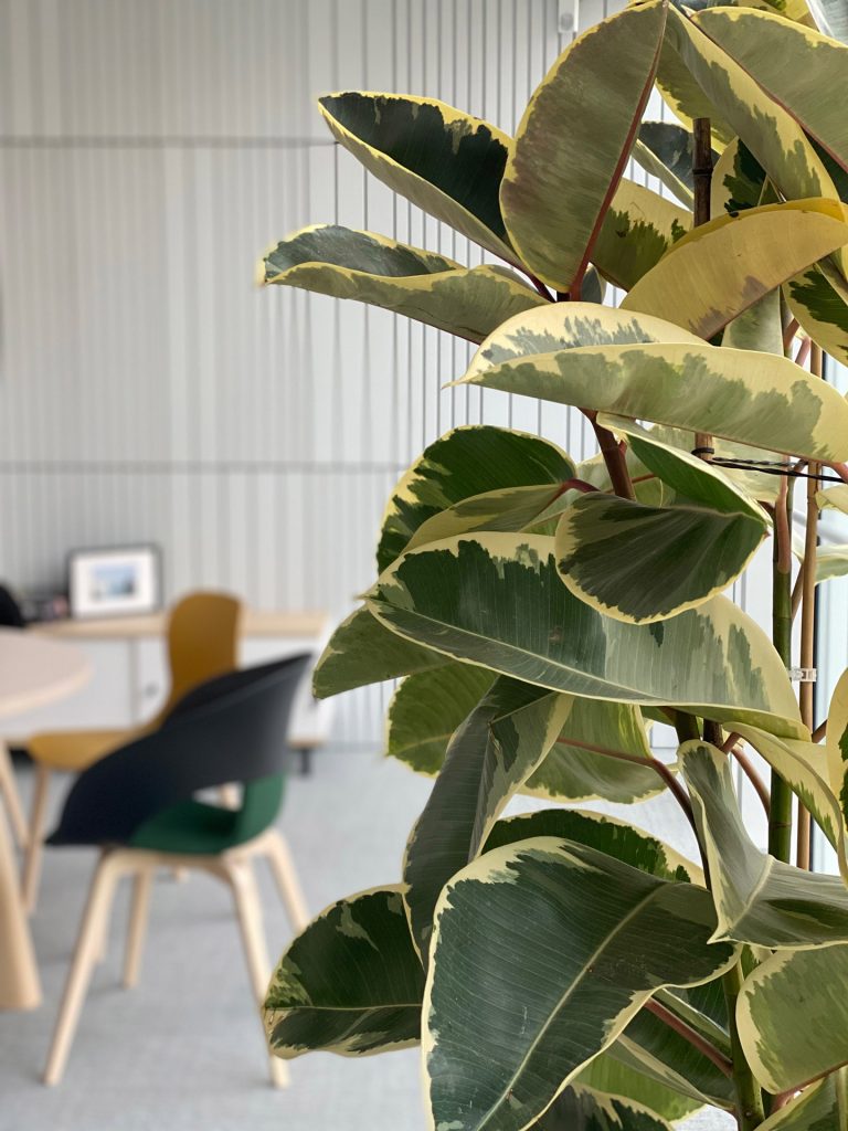 Zoom sur les feuilles d'un Ficus majestueux au premier plan et en fond une table et les chaises de l'espace de convivialité.