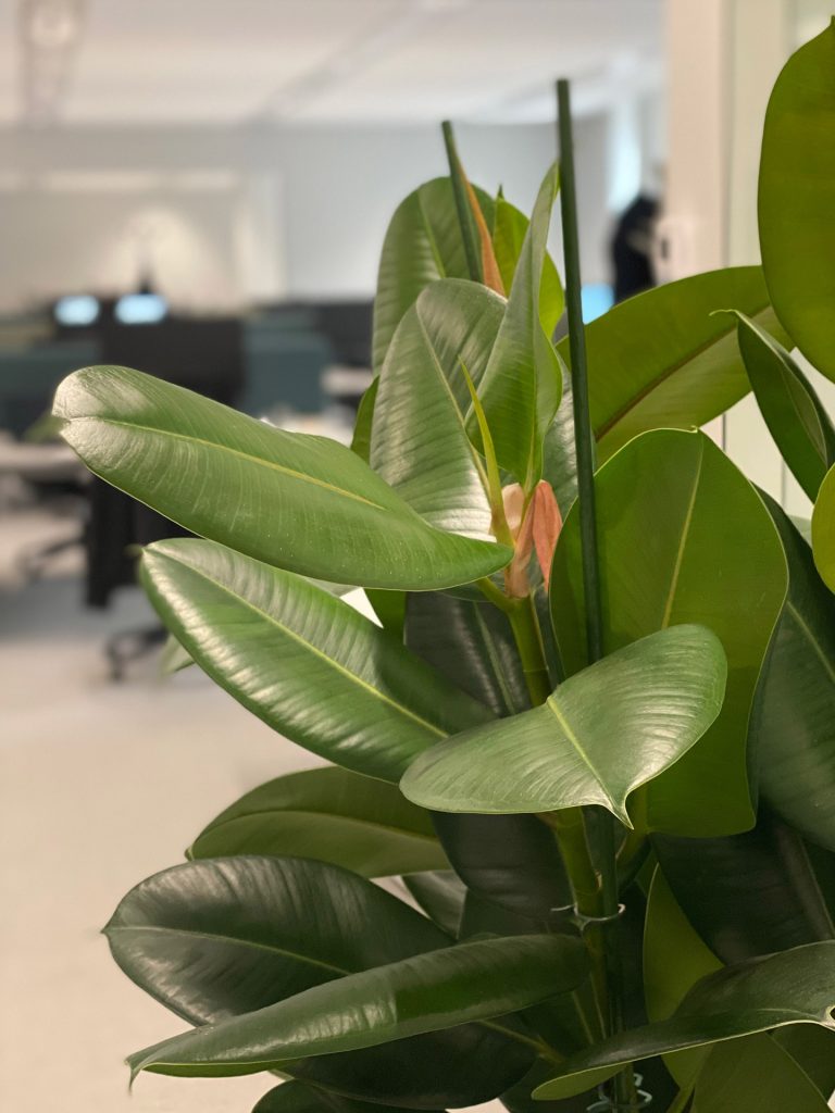 Zoom sur les feuilles d'un ficus et en fond les bench de l'open space.