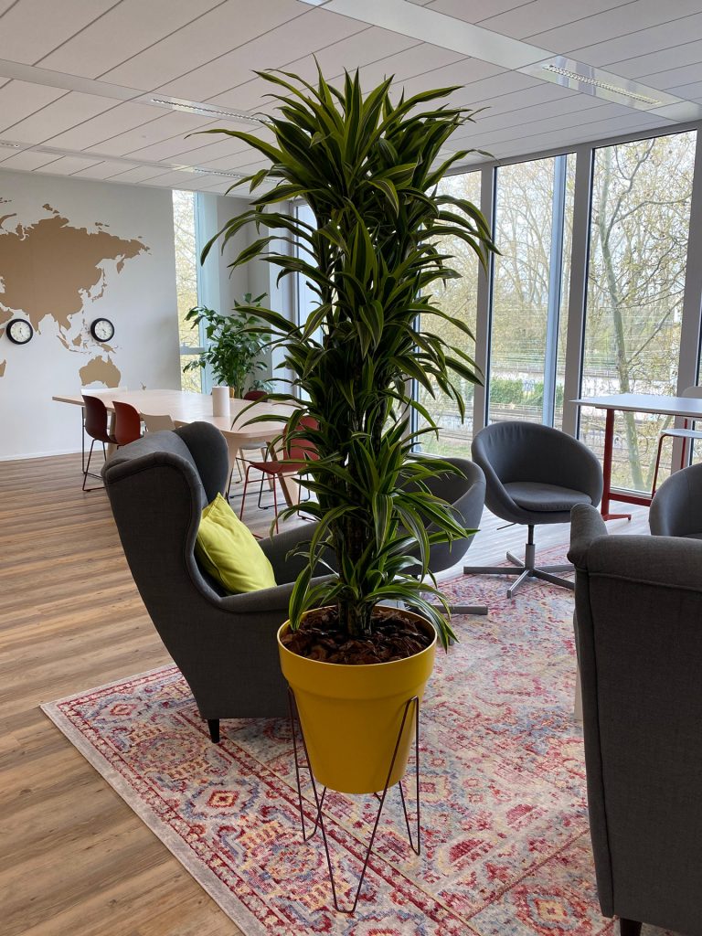 Plante érigée dans un pot jaune sur pied, aux côtés de deux fauteuils.