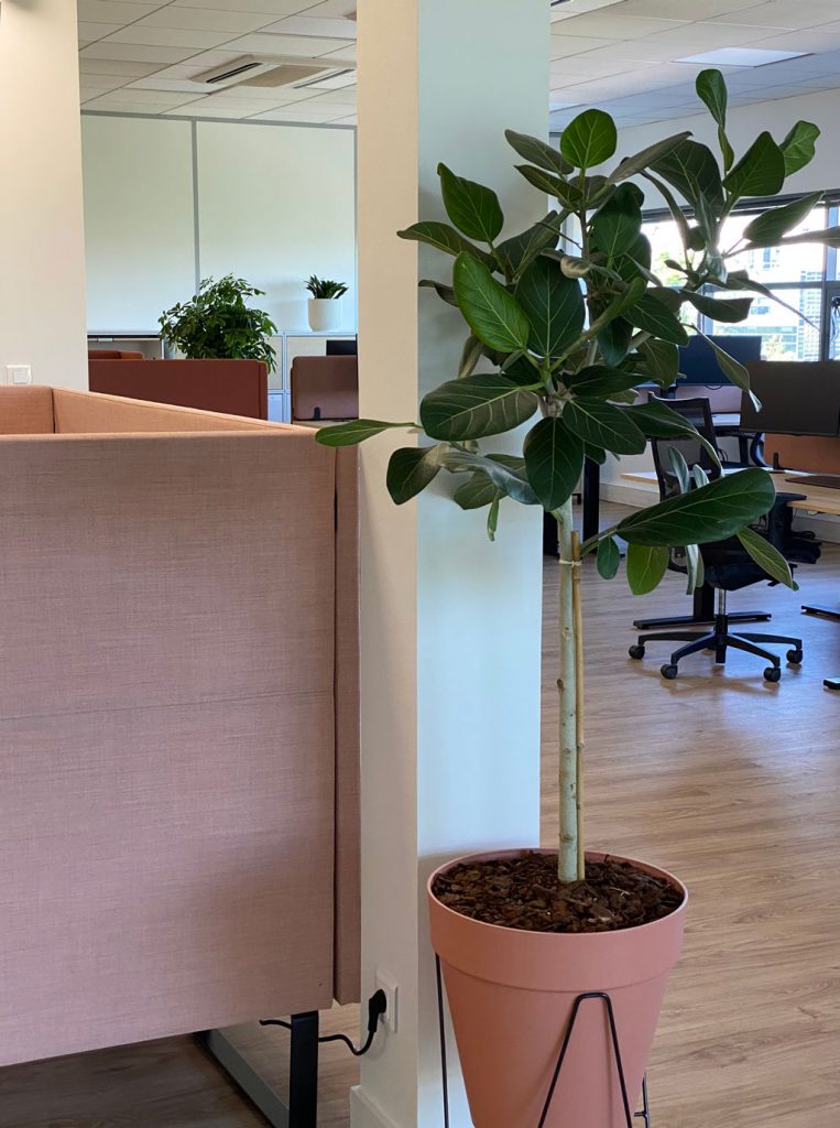 Pot rose et plante arbustif aux côtés d'un joli canapé rose.