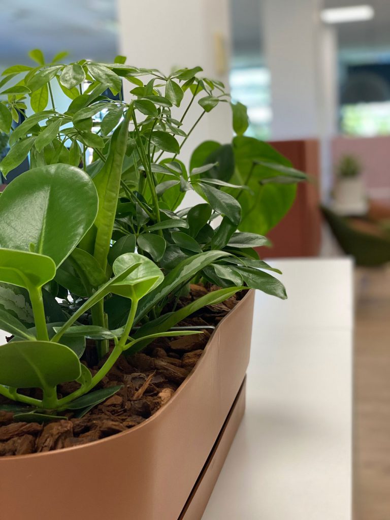 Jardinière longue couleur terracotta en plastique recyclé pleine de petites plantes d'essences différentes.