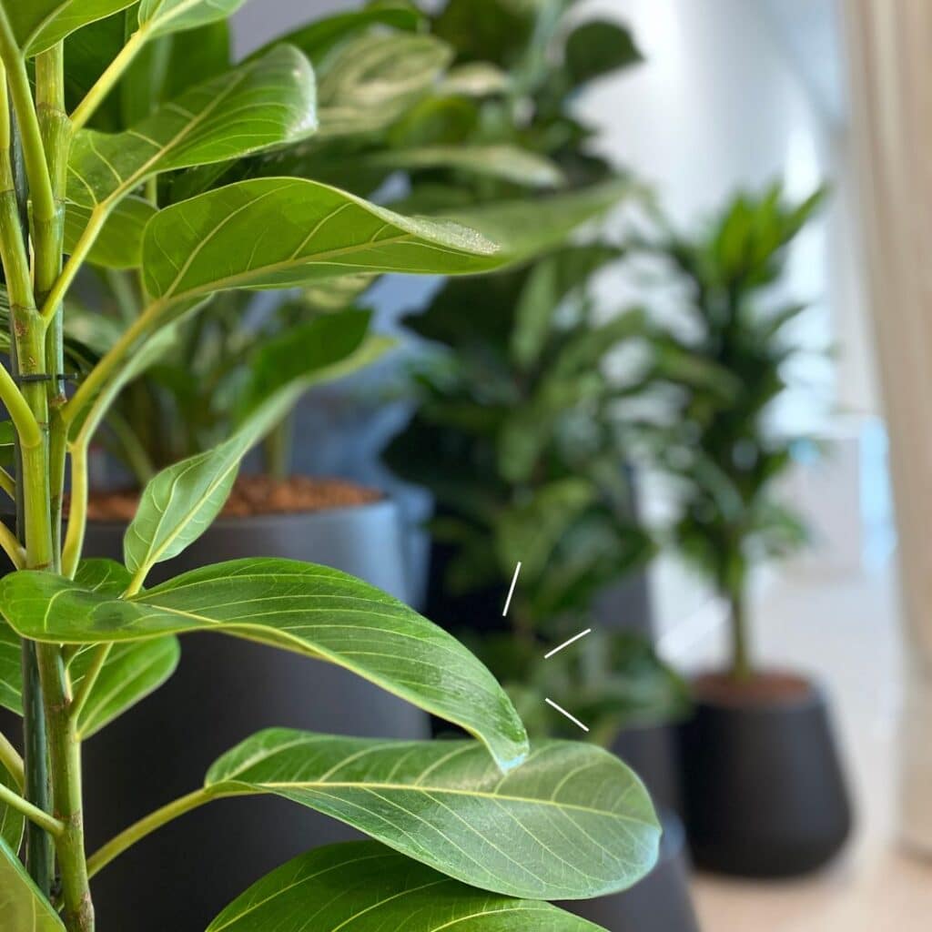 composition végétal et gros plan sur feuille verte dans un couloir