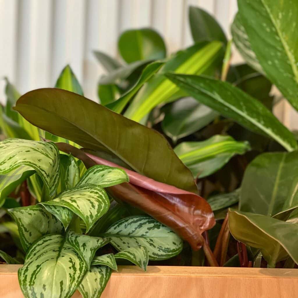 nouvelle pousse de feuille dans jardinière végétal et mobilier sur mesure dans les espace de travail