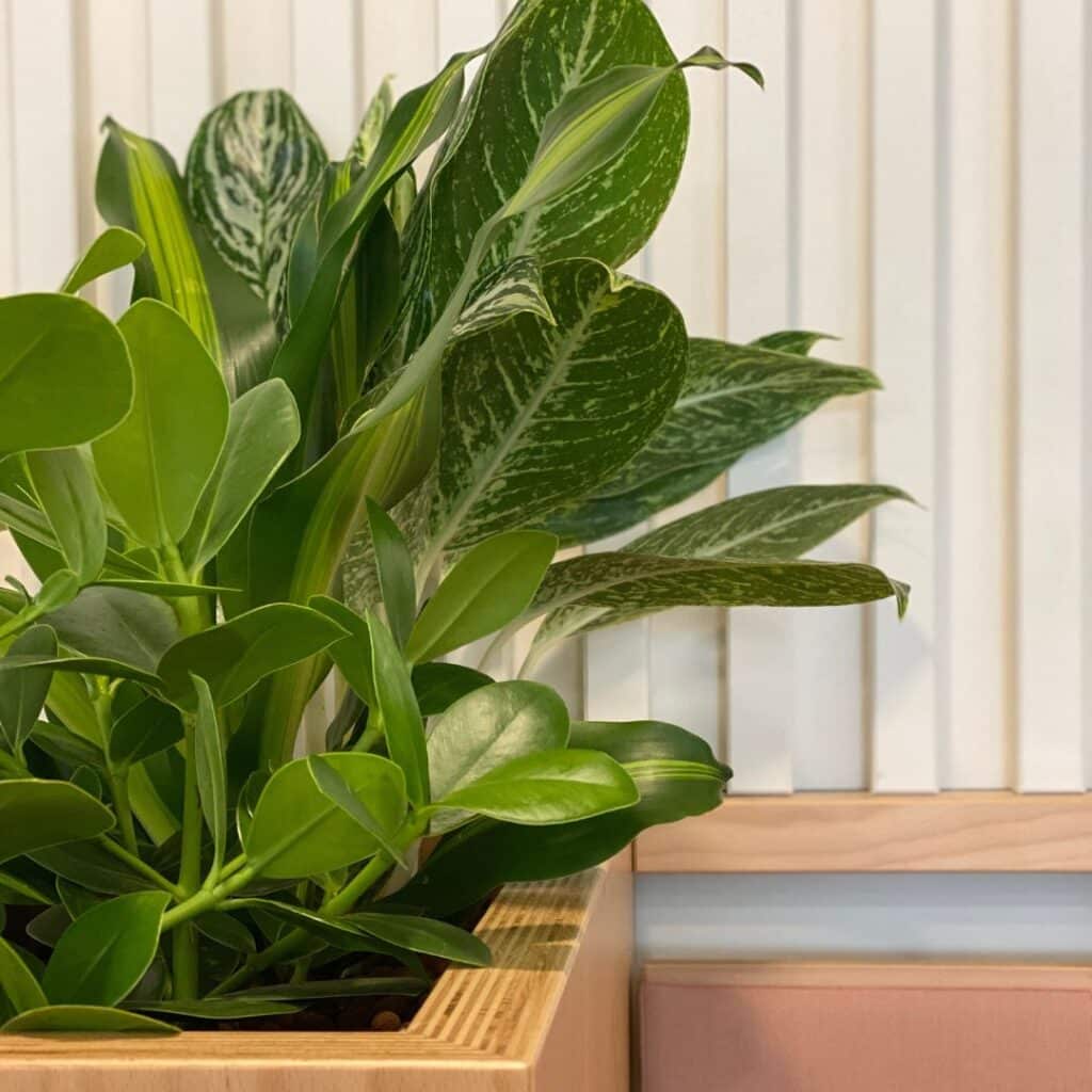 végétal et mobilier sur mesure dans les espace de travail