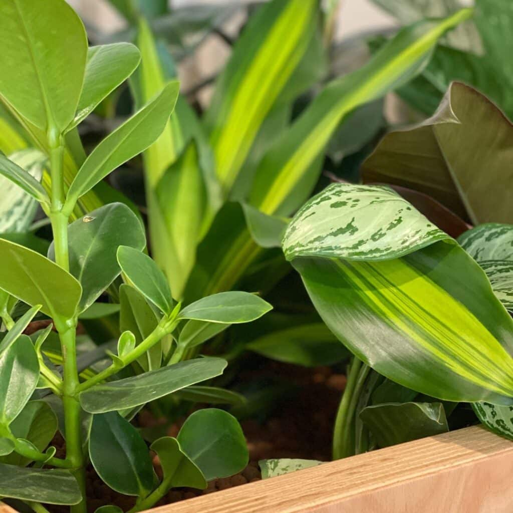 Gros plan sur plante verte