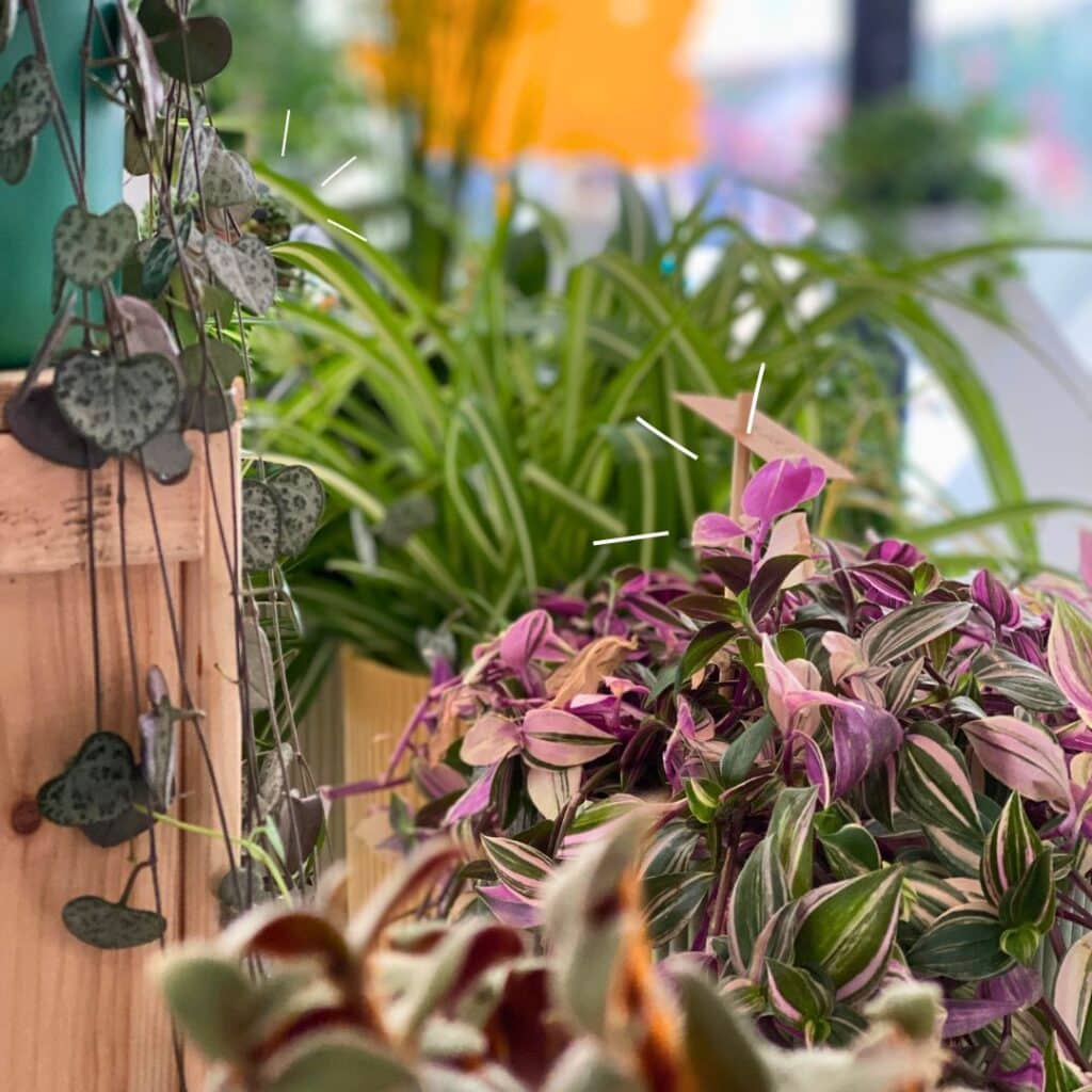 plantes d'(atelier participatif