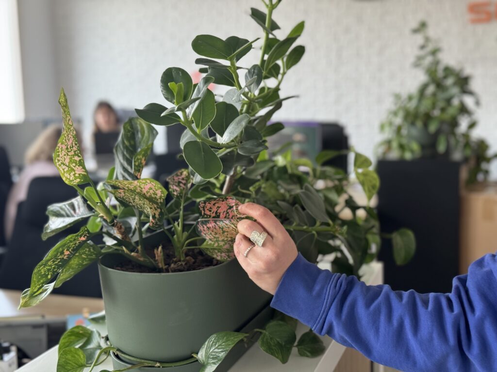 entretien de splantes